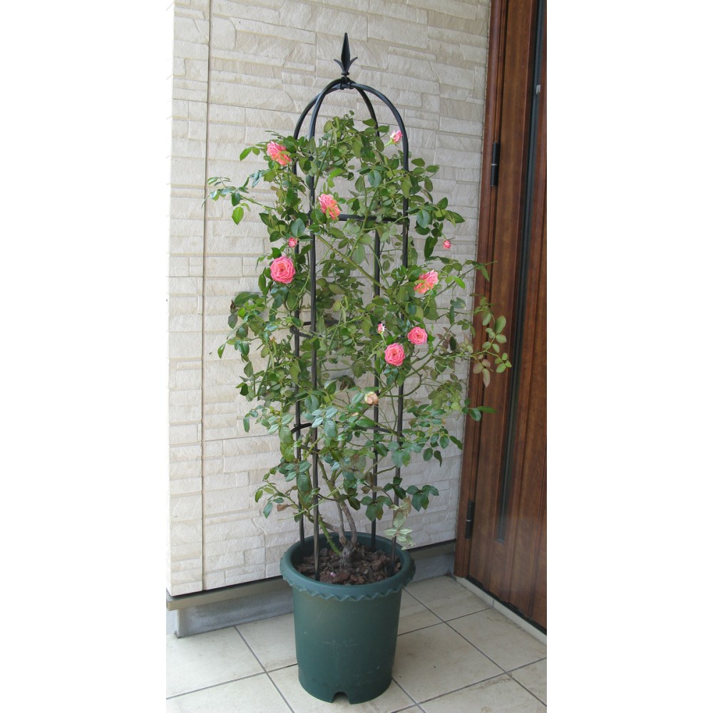 ���ӥˡ��� ���⡼�륪�٥ꥹ��160cm