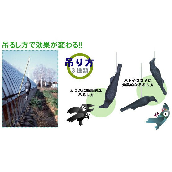 ミツギロン 鳥害用品 コワガラス EG-18