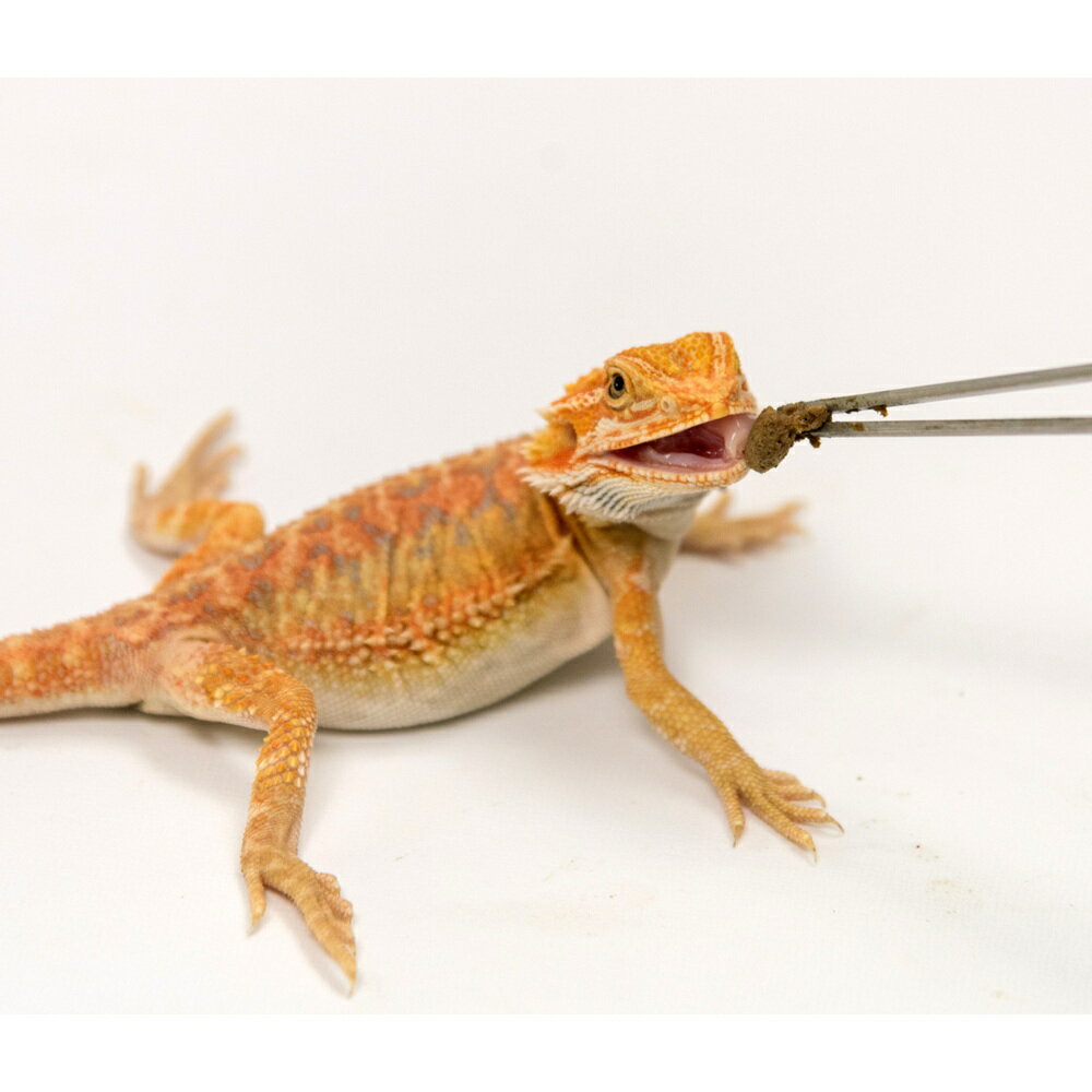 ひかり フトアゴドライ 200g