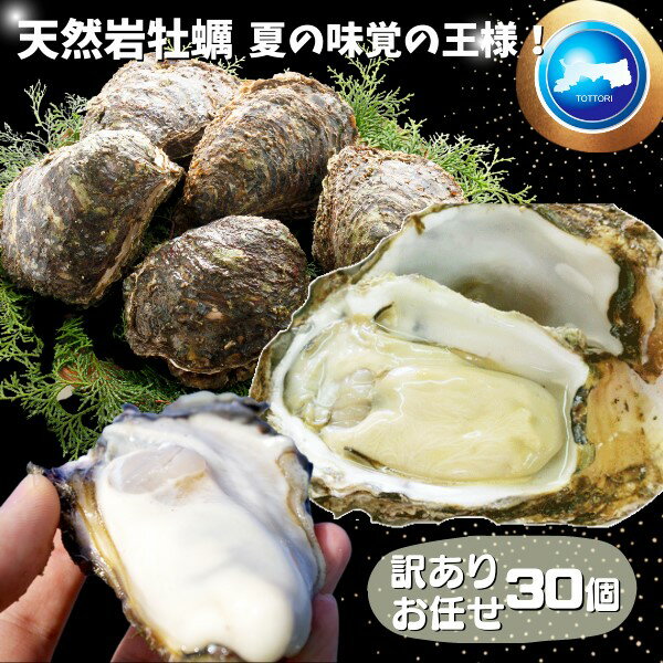 天然岩牡蠣(活) 30個セット 大きさお任せ 鳥取産 岩牡...