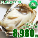 殻を割ってお届け可能!天然岩牡蠣! 食べ応えあり!!30個入牡蠣 カキ 天然岩牡蠣(活)300前後 ×30個 鳥取産(岩ガキ/岩がき) 朝採れ 刺身用 !
