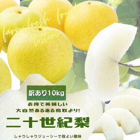 鳥取県産 (ご自宅用 訳あり） 二十世紀梨 10kg（M～3L　24-40個前後 ）梨 ご自宅用 訳あり