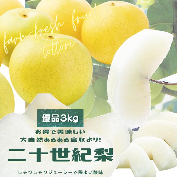 二十世紀梨 (優品）ご自宅用 二十世紀梨 3kg（M-3L 6-16個前後 ）梨 ご自宅用 梨 送料無料