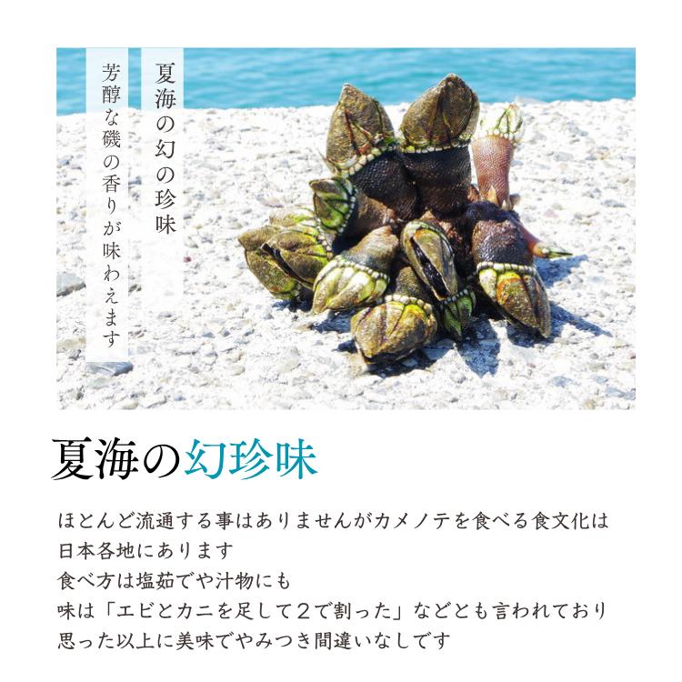 いまるの鳥取産 カメノテ 亀の手 2kg (250g×8袋) 真空パック「冷凍便」｜アングル2