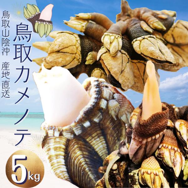 Shellfishes - 鳥取産 カメノテ 亀の手 5kg(250g×20袋) 真空パック「冷凍便」