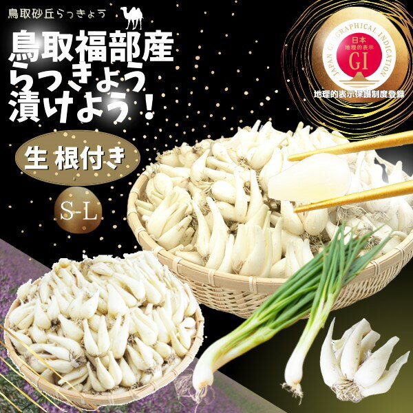 らっきょうの大産地として有名な 鳥取県鳥取市福部町産ラッキョウをお届け 「鳥取砂丘らっきょう」はシャキシャキ感が強い！ ★地理的表示保護制度（通称：GI）に 「鳥取砂丘らっきょう」「ふくべ砂丘らっきょう」が登録されました。 GIマークは、登録された産品の地理的表示と併せて付すものであり 国に真正な地理的表示産品であることを証するものです。 農林水産大臣登録代11号 ●「根付・生きらっきょう」 ★2セットご購入で1セット増量プレゼント！ ※1配送先に限ります。 ★発送開始予定：6月中旬〜 入荷次第・ご予約ご注文お客様より順次発送。 この時期の「らっきょう」は実の詰まりも良く一番美味しい時期です。 産地　鳥取 内容量　サイズ混合 「生・根付きラッキョウ」1kg ●ご注意点！！！ ●生の状態のらっきょうは日持ちがしません。 お届け後、すぐにお使い下さい。 やむを得ず、保管される場合には「洗いらっきょうでは冷蔵庫保存」 「根付きらっきょう」は箱を開封し、風通しの良い状態にしてください。 いずれにしても到着から2、3日中でのご使用をおすすめします。 ※北海道・東北・沖縄へのお届けには 別途送料がかかります。 予めご了承くださいませ。