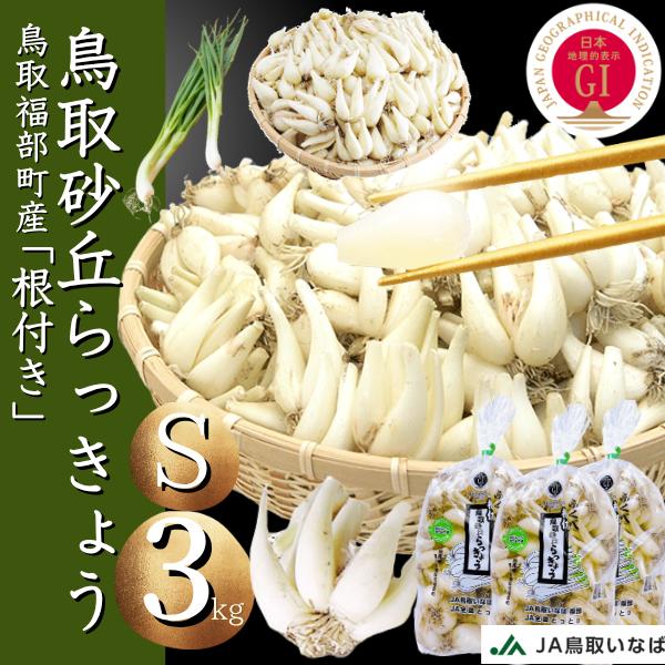らっきょう　JAいなばJAふくべ 「生 根付き らっきょう Sサイズ」3kg 国立公園 鳥取大砂丘福部町産 ラッキョウ 3kg 根付き 生