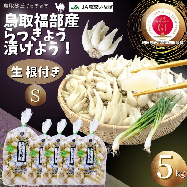 らっきょうの大産地として有名な 鳥取県鳥取市福部町産ラッキョウをお届け 「鳥取砂丘らっきょう」はシャキシャキ感が強い！ ★地理的表示保護制度（通称：GI）に 「鳥取砂丘らっきょう」「ふくべ砂丘らっきょう」が登録されました。 GIマークは、登録された産品の地理的表示と併せて付すものであり 国に真正な地理的表示産品であることを証するものです。 農林水産大臣登録代11号 ●「根付・生きらっきょう」 Sサイズ：5kg（1kg×5袋） ★発送開始予定：6月中旬〜 入荷次第・ご予約ご注文お客様より順次発送。 この時期の「らっきょう」は実の詰まりも良く一番美味しい時期です。 ★産地　国立公園 鳥取大砂丘福部町産 内容量　Sサイズ 「生・根付きラッキョウ」5kg ●ご注意点！！！ 生の状態のらっきょうは日持ちがしません。 お届け後、すぐにお使い下さい。 ※北海道・東北・沖縄へのお届けには 別途送料がかかります。 予めご了承くださいませ。