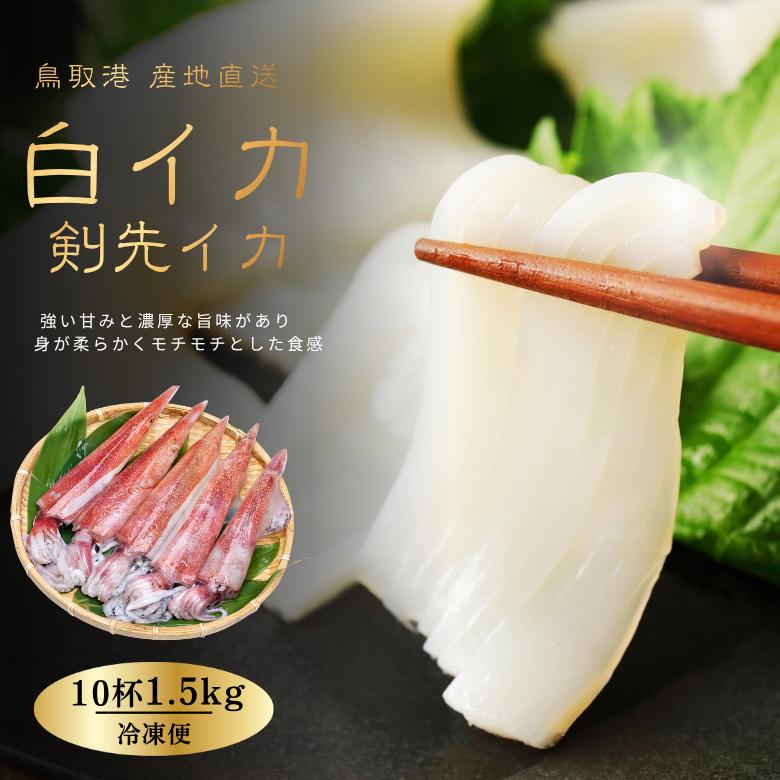 【 鳥取県産 白イカ 】 この一本釣りで釣り上げられるケンサキイカを地元ではシロイカと呼びます。 甘みが強く濃厚な味わいが人気の鳥取の夏を代表する味覚です。 イカと言えば「鳥取白イカ」剣先イカ 鮮度抜群・新鮮なイカを「急速冷凍」をして旨味が増しております。 甘くてコリコリもちもちな食感を是非ご賞味くださいませ。 ★着日指定不可：漁があり入荷次第・ご注文順発送 ★内容量：10杯1.5kg前後（1杯：150g前後） ※大きさお任せ「10杯：1.5kg前後」 ★保存方法：要冷蔵 ★配送方法:ヤマト運輸「冷凍便」 ※北海道・東北・沖縄へのお届けには別途送料がかかります。 予めご了承くださいませ。