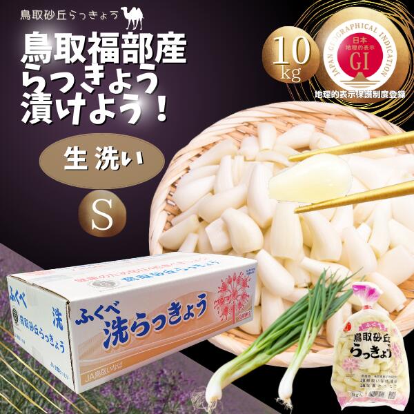 らっきょう　JAいなばJAふくべ 「生 洗い らっきょう Sサイズ」10kg （1kg×10袋） 国立公園 鳥取大砂丘福部町産 ラッキョウ 10kg 洗い 生