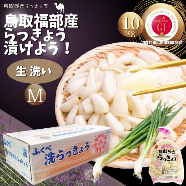 らっきょうの大産地として有名な 鳥取県鳥取市福部町産ラッキョウをお届け 「鳥取砂丘らっきょう」はシャキシャキ感が強い！ ★地理的表示保護制度（通称：GI）に 「鳥取砂丘らっきょう」「ふくべ砂丘らっきょう」が登録されました。 GIマークは、登録された産品の地理的表示と併せて付すものであり 国に真正な地理的表示産品であることを証するものです。 農林水産大臣登録代11号 ●「根付・生きらっきょう」 Mサイズ：10kg ★発送開始予定：6月中旬〜 入荷次第・ご予約ご注文お客様より順次発送。 この時期の「らっきょう」は実の詰まりも良く一番美味しい時期です。 ★産地　国立公園 鳥取大砂丘福部町産 内容量　Mサイズ 「生・根付きラッキョウ」10kg ●ご注意点！！！ 生の状態のらっきょうは日持ちがしません。 お届け後、すぐにお使い下さい。 ※北海道・東北・沖縄へのお届けには 別途送料がかかります。 予めご了承くださいませ。