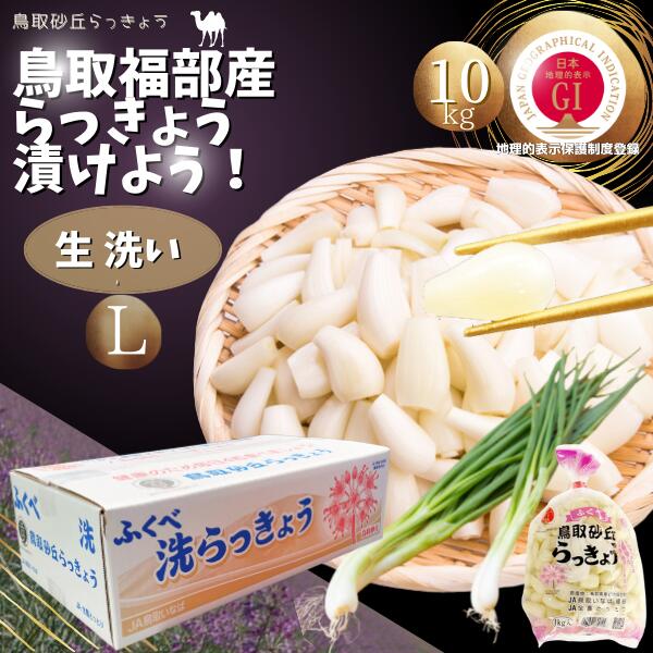 らっきょう　JAいなばJAふくべ 「生 洗い らっきょう Lサイズ」10kg （1kg×10袋） 国立公園 鳥取大砂丘福部町産 ラッキョウ 10kg 洗い 生