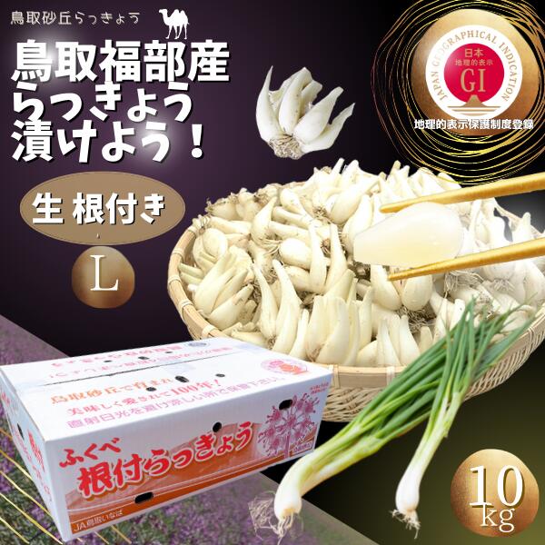 らっきょう　JAいなばJAふくべ 「生 根付き らっきょう Lサイズ」10kg 国立公園 鳥取大砂丘福部町産 ラッキョウ 10kg 根付き 生