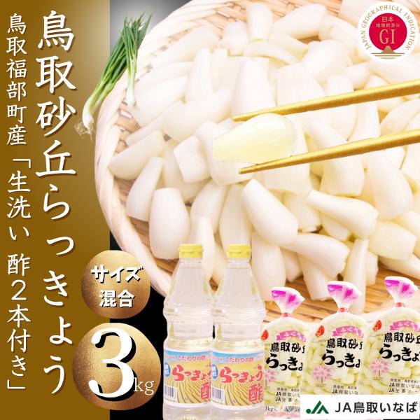 らっきょう　JAいなばJAふくべ 「洗い生らっきょう 大きさ混合」 鳥取砂丘福部町産 ラッキョウ 3kg JAらっきょう酢2リットル付き すぐに漬けれるらっきょう