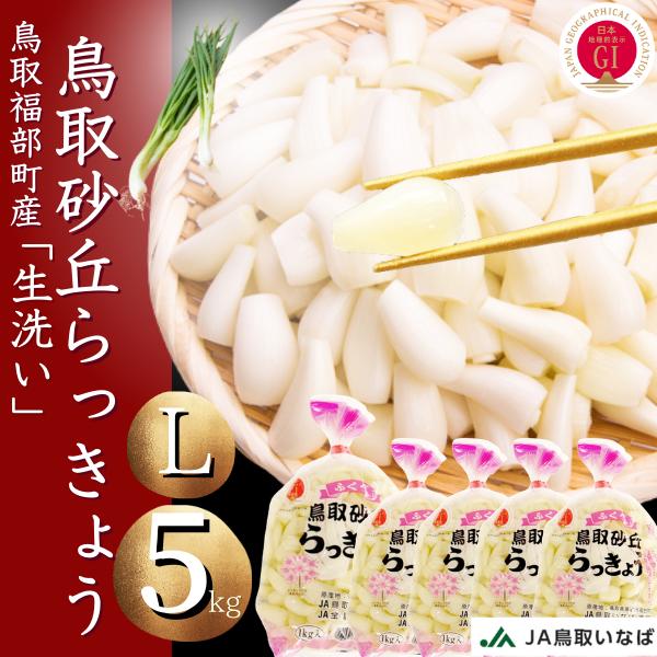 らっきょう　JAいなばJAふくべ 「生 洗い らっきょう Lサイズ」5kg （1kg×5袋） 国立公園 鳥取大砂丘福部町産 ラッキョウ 5kg 洗い 生