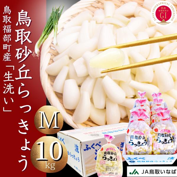 らっきょう　JAいなばJAふくべ 「生 洗い らっきょう Mサイズ」10kg （1kg×10袋） 国立公園 鳥取大砂丘福部町産 ラッキョウ 10kg 洗い 生