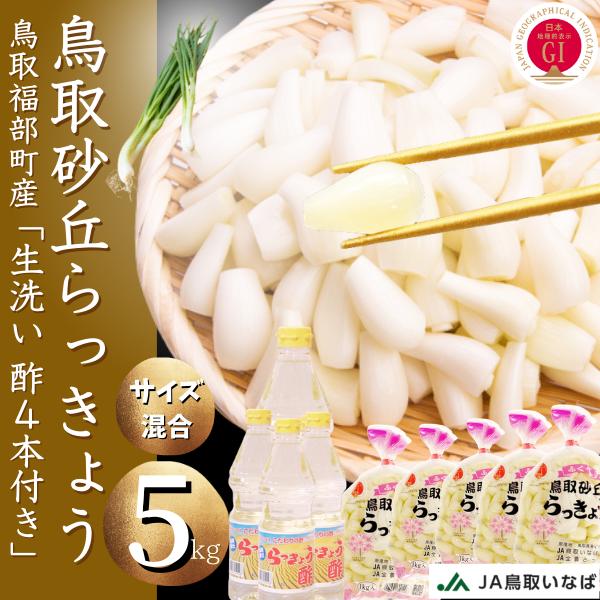 らっきょう JAいなばJAふくべ「洗い生らっきょう 大きさ混合」 鳥取砂丘福部町産 ラッキョウ 5k ...