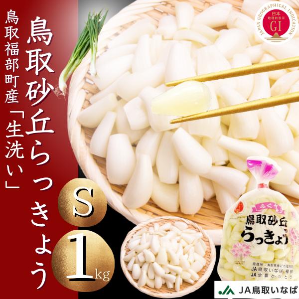 らっきょう 洗い 生ラッキョウ1kg Sサイズ JAいなば JAふくべ 鳥取大砂丘福部町産 ラッキョウ すぐに漬けれる レシピ付き