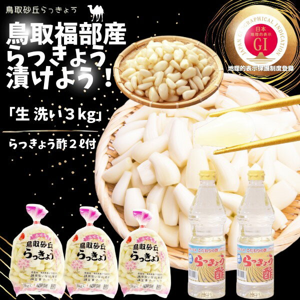 らっきょう　JAいなばJAふくべ 「洗い生らっきょう 大きさ混合」 鳥取砂丘福部町産 ラッキョウ 3kg JAらっきょう酢2リットル付き すぐに漬けれるらっきょう