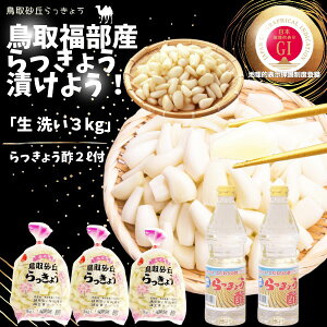 らっきょう　JAいなばJAふくべ 「洗い生らっきょう 大きさ混合」 鳥取砂丘福部町産 ラッキョウ 3kg JAらっきょう酢2リットル付き すぐに漬けれるらっきょう