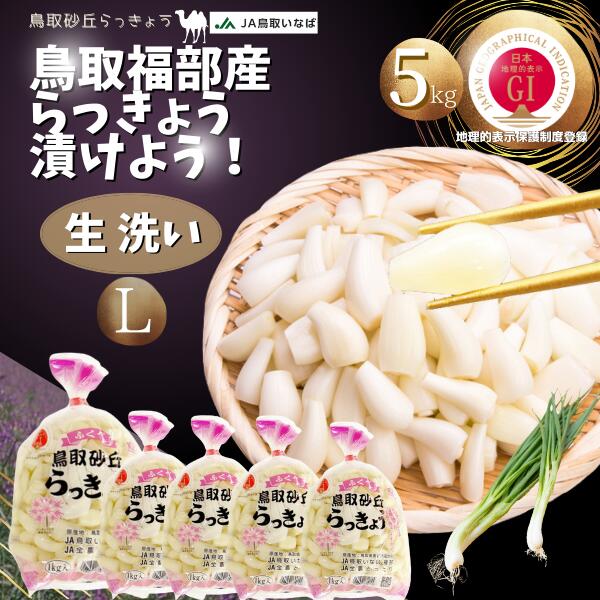 らっきょうの大産地として有名な 鳥取県鳥取市福部町産ラッキョウをお届け 「鳥取砂丘らっきょう」はシャキシャキ感が強い！ ★地理的表示保護制度（通称：GI）に 「鳥取砂丘らっきょう」「ふくべ砂丘らっきょう」が登録されました。 GIマークは、登録された産品の地理的表示と併せて付すものであり 国に真正な地理的表示産品であることを証するものです。 農林水産大臣登録代11号 ●「洗い・生らっきょう」 Lサイズ：5kg（1kg×5袋） ★発送開始予定：6月中旬〜 入荷次第・ご予約ご注文お客様より順次発送。 この時期の「らっきょう」は実の詰まりも良く一番美味しい時期です。 ★産地　国立公園 鳥取大砂丘福部町産 内容量　Lサイズ 「生・洗いラッキョウ」 5kg（1kg×5袋） ●ご注意点！！！ 生の状態のらっきょうは日持ちがしません。 お届け後、すぐにお使い下さい。 ※北海道・東北・沖縄へのお届けには 別途送料がかかります。 予めご了承くださいませ。