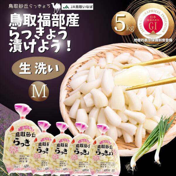 らっきょう JAいなばJAふくべ 「生 洗い らっきょう Mサイズ」5kg (1kg×5袋) 国立公園 鳥取大砂丘福部町産 ラッキョウ 5kg 洗い 生