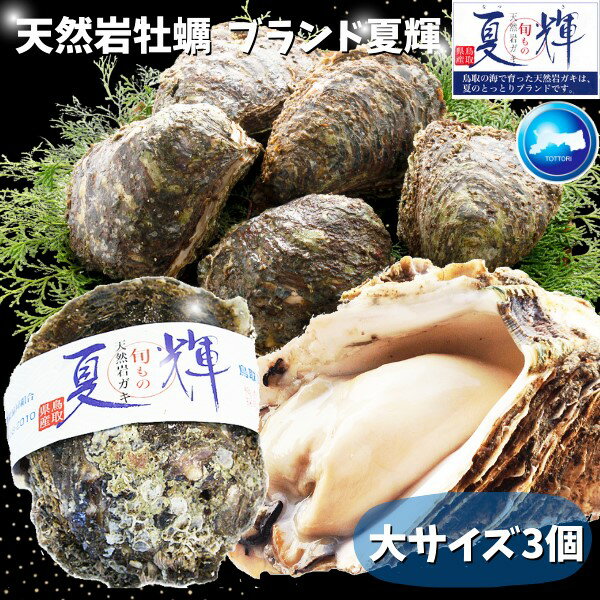 天然岩牡蠣 (生食用)牡蠣(活)大250g〜350前後 ×3個セット鳥取産 朝採れ 刺身用 送料無料(岩ガキ/岩がき)