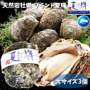天然岩牡蠣 【夏輝】(生食用)牡蠣(活)大250g〜350前後 ...