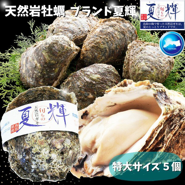 天然岩牡蠣 【夏輝】(生食用)牡蠣(活)特大350g〜450前後 ×5個セット　鳥取産 朝採れ 刺身用 送料無料(岩ガキ/岩がき)