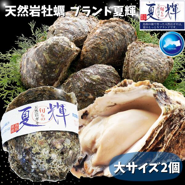 天然岩牡蠣 【夏輝】(生食用)牡蠣(活)大250g〜350前後 ...