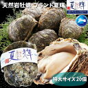 天然岩牡蠣 【夏輝】(生食用)牡蠣 特大350g〜450前後 ×...