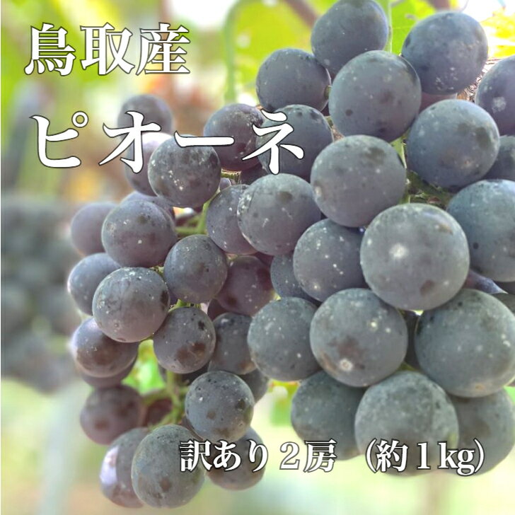 【数量限定!】鳥取県産 ピオーネ 鳥取県産 2房(約1kg)ご自宅用 産地直送