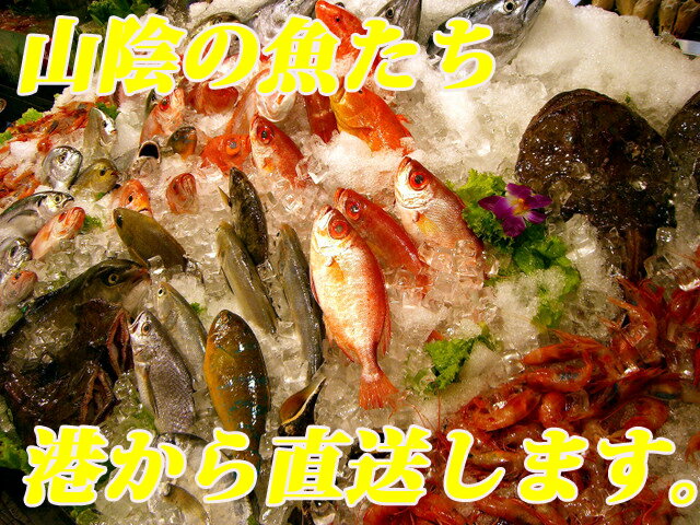 【山陰沖産】旬の朝とれ魚介類セット(貝類含む)【 産地直送の海鮮セット!≪送料無料≫