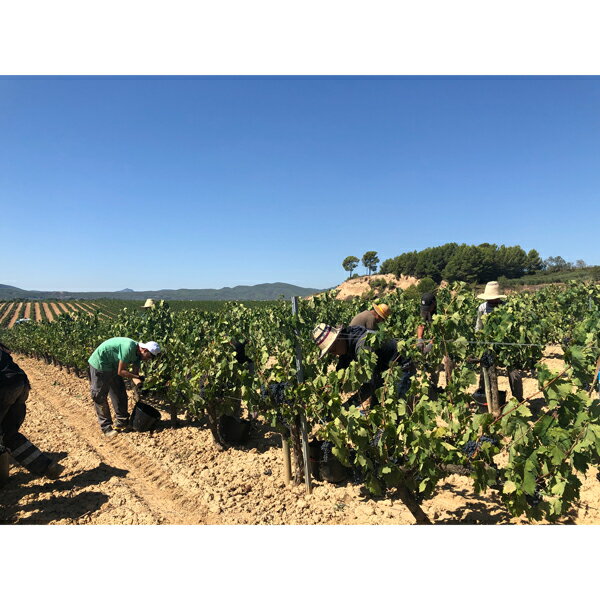 ���⥹���Х˥��쥹 ���� ������ �����å� ȯˢ��磻�� ���ڥ��� �����롼�˥� 750ml �����ɻߺ�̵ź�� �ӥ� �ʥ�����磻�� Amos Baneres SIN Cava Xarel-lo �ǥ����ˡ�