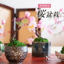 クーポン配布中/さくら盆栽 中 苔玉 造形盆栽 アート盆栽 かわいい 桜 お手入れ不要 おしゃれ インテリア アートフラワー 送料無料 コケ玉 苔玉プリザ さくら 盆栽 ひな祭り 敬老の日 母の日 父の日 プレゼント ギフト 贈り物 ラッピング 造花 造形 お供え 還暦