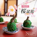 ＼割引クーポン配布中／ さくら盆栽 小 苔玉 かわいい 桜 お手入れ不要 おしゃれ インテリア 2000円 アートフラワー インテリア アレンジ 送料無料