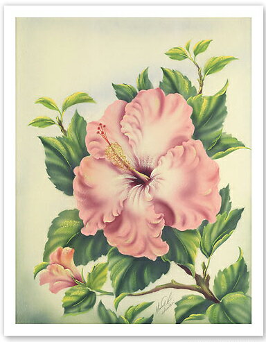 ハワイアン ポスター　 【ビンテージ】　【PinkHibiscus】　【Ted Mundorff】　【約23×30cm】ハワイアン雑貨　ハワイアン 雑貨 インテリア