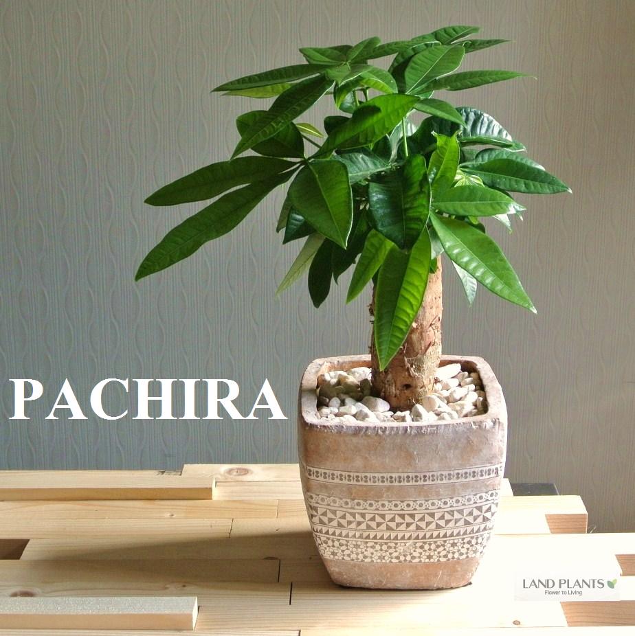 【 観葉植物 】　モザイク柄のオシャレなテラコッタ鉢に植えた　パキラ　new！　敬老の日　ポイント消化　観葉植物のサムネイル