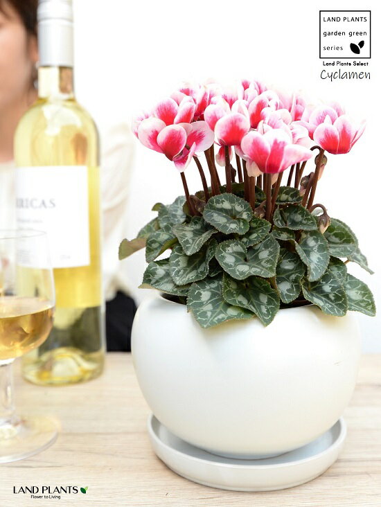 ガーデンシクラメン（斑入り：赤花） 白色 丸型 陶器鉢 【天然砕石・受皿】 シクラメン フイリ ミックス カガリビバナ（篝火花） ブタノマンジュウ（豚の饅頭） 苗 苗木 花苗 鉢花 鉢植え 植木 赤 レッド 白 ホワイト 丸 ラウンド 観葉植物 送料無料