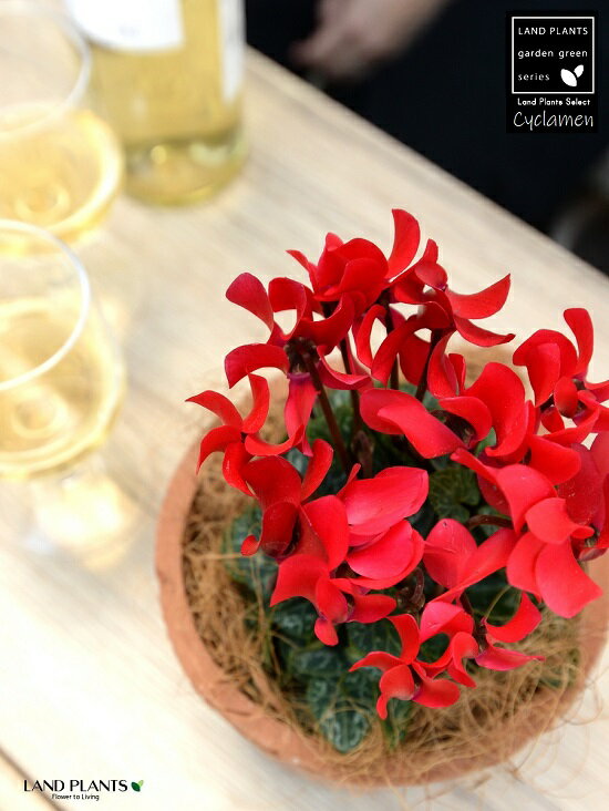 ガーデンシクラメン茶色モスポットシ...