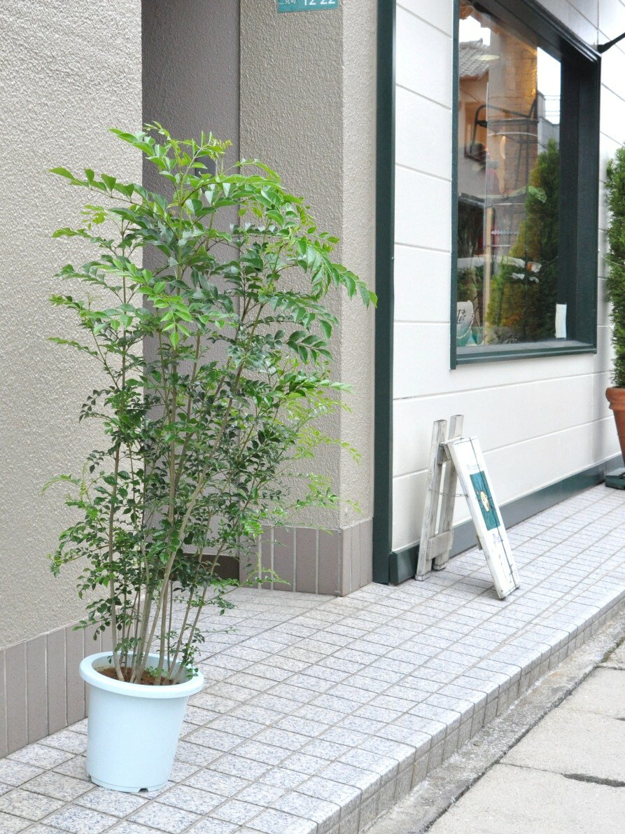 【楽天市場】シマトネリコ 7号 白色 プラスチック鉢 （ココファイバー・育て方） トネリコ苗 鉢植え 株立ち シマトリネコ シマトルネコ トリ