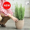 【ガーデングリーン】【ハーブ】　ローズマリーデザインの良いテラコッタ鉢の　鉢植えローズマリーGarden green series