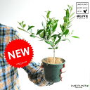 【お試し】 オリーブ苗 3.5号サイズ 鉢カバーセット オリーブ 苗 苗木 鉢植え 敬老の日 ポイント消化 観葉植物