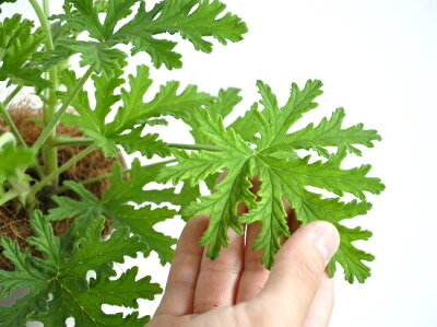 カレンソウ 蚊連草 の虫除け効果は本当 上手に活用して夏の蚊の対策に役立てよう 暮らし の カレンソウ 蚊連草 の虫除け効果は本当 上手に活用して夏の蚊の対策に役立てよう 暮らし の