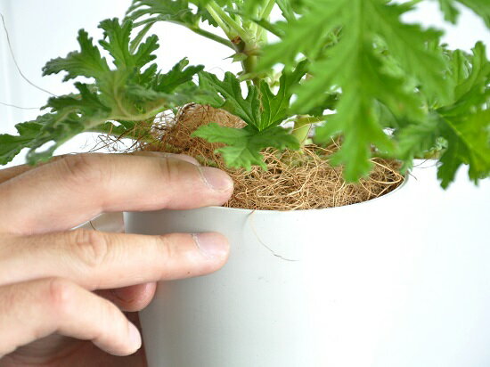 楽天市場 お試し カトリソウ 虫除けの木 4号 白色 プラスチック鉢 蚊取草 ニオイゼラニウム カレンソウ センテッドゼラニウム 蚊酔草 蚊連草 苗 苗木 蚊 蚊除け 香取 蚊取り草 節電対策 デング熱対策 Land Plants 楽天市場店 楽天市場 お試し カトリソウ 虫除けの木 4号 白色 プラスチック鉢 蚊取草 ニオイゼラニウム カレンソウ センテッドゼラニウム 蚊酔草 蚊連草 苗 苗木 蚊 蚊除け 香取 蚊取り草 節電対策 デング熱対策 Land Plants 楽天市場店