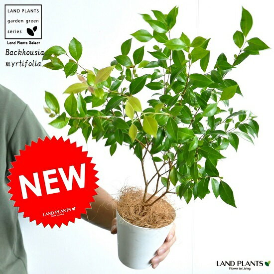  シナモンマートル 4号 白色 プラスチック鉢 シトラール　Backhousia myrtifolia・シナモンギンバイカ・鉢植え　苗・苗木・レモンマートル・ハーブティー　ニッキ・バルコニスト・ポイント消化・観葉植物・ハーブ