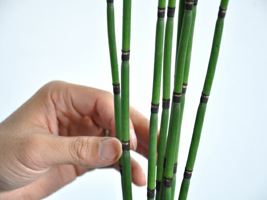楽天市場 New トクサ 砥草 3号サイズ 白色プラスチック鉢 木賊 とくさ Equisetum Hyemale 水草 湿地 バルコニスト 坪庭 庭園 造園 モダン ポイント消化 植物 つくし 苗 苗木 鉢 鉢植え 寄せ植え 生け花 土留め 駐車場 Land Plants 楽天市場店 楽天市場 New トクサ 砥草 3号サイズ 白色プラスチック鉢 木賊 とくさ Equisetum Hyemale 水草 湿地 バルコニスト 坪庭 庭園 造園 モダン ポイント消化 植物 つくし 苗 苗木 鉢 鉢植え 寄せ植え 生け花 土留め 駐車場 Land Plants 楽天市場店