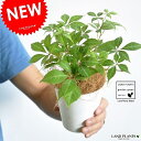 【お試し】 ヘンリーツダ 4号 白色 プラスチック鉢 鉢植え・寄せ植え・バルコニスト・蔦・ツタ ポイント消化・観葉植物・ガーデニング 苗・苗木・鉢