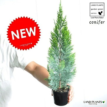 コニファー(アルミゴールド) 3号 苗ポット 成長速度の速い植物・寄せ植えや・お庭のシンボルツリーに クリスマスツリー・垣根・生垣・苗・苗木・鉢植え ポイント消化・観葉植物・ポイント消化