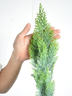 コニファー(アルミゴールド) 3号 苗ポット 成長速度の速い植物・寄せ植えや・お庭のシンボルツリーに クリスマスツリー・垣根・生垣・苗・苗木・鉢植え ポイント消化・観葉植物・ポイント消化